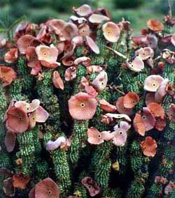 Does Hoodia Work