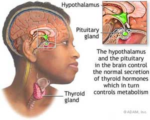 How Phentermine Works