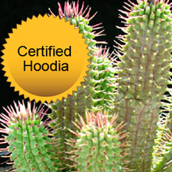 Not all hoodia products contain real Hoodia. Follow these tips for how to check if the hoodia you are buying is the real thing.